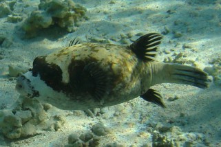 Arothron diadematus - Maskenkugelfisch